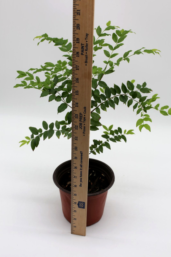 Jaboticaba "Sabara" live tree Brazilian grape