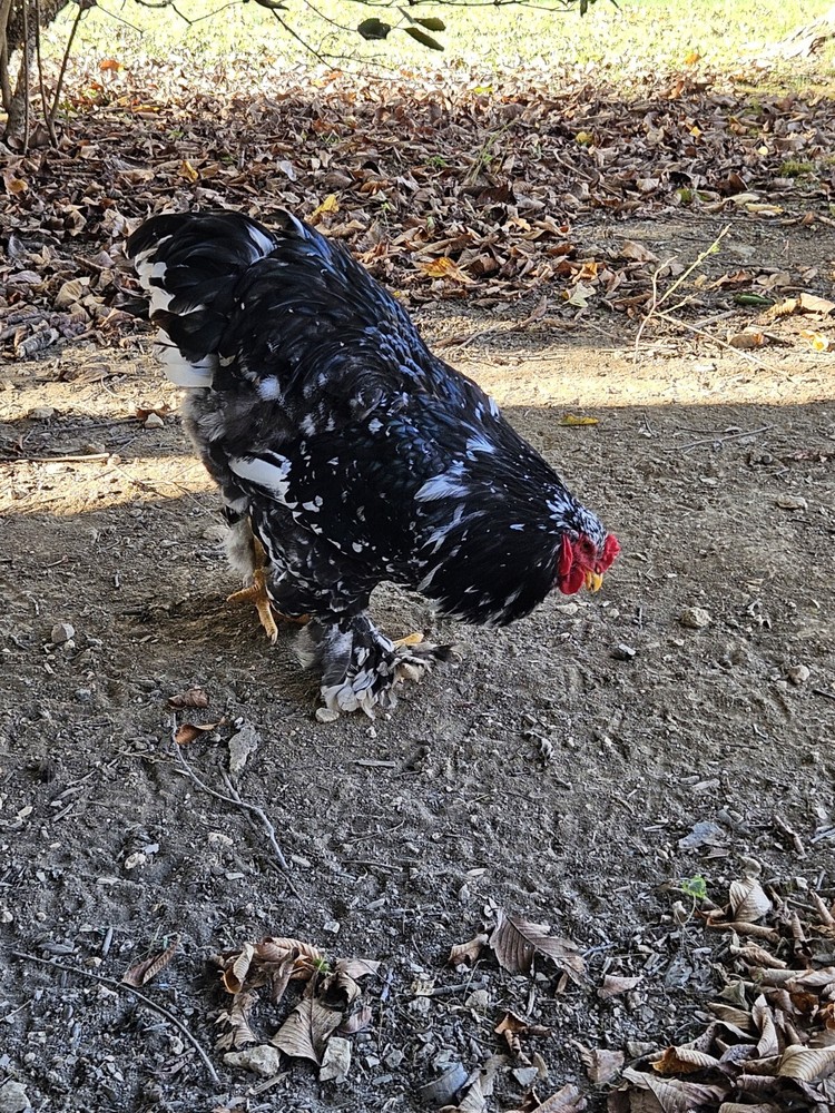 Brahma chicken hatching eggs (10 +2)