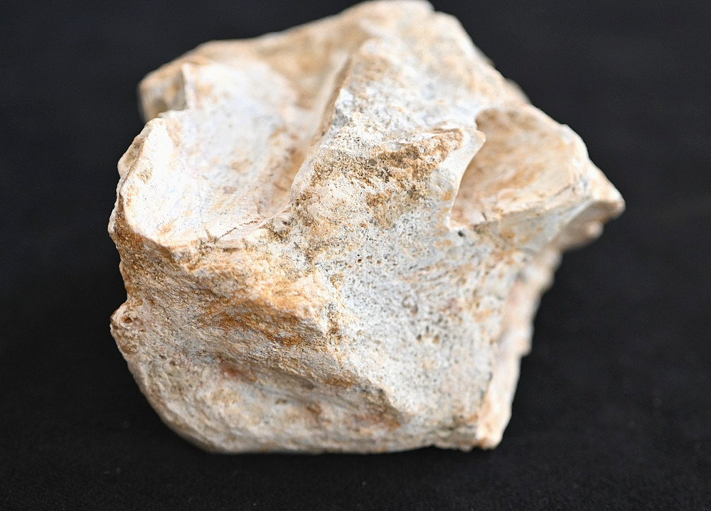 Spinosaurus Neck Vertebra