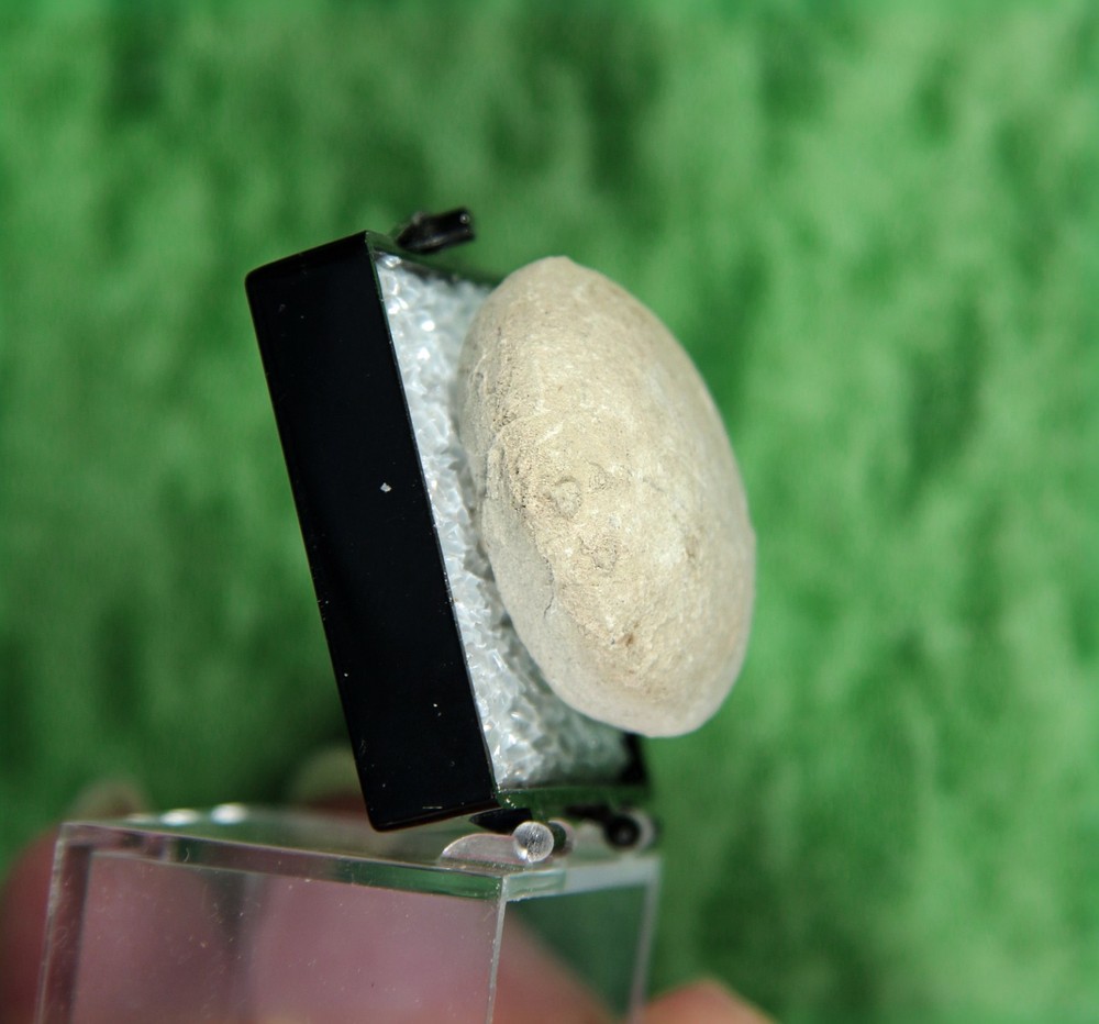 Stylemys nebrascensis - Nice Tortoise Egg