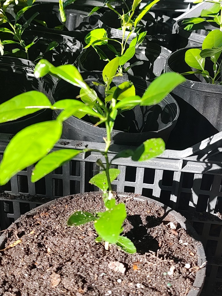 KAFFIR LIME PLANT GROWN FROM SEED