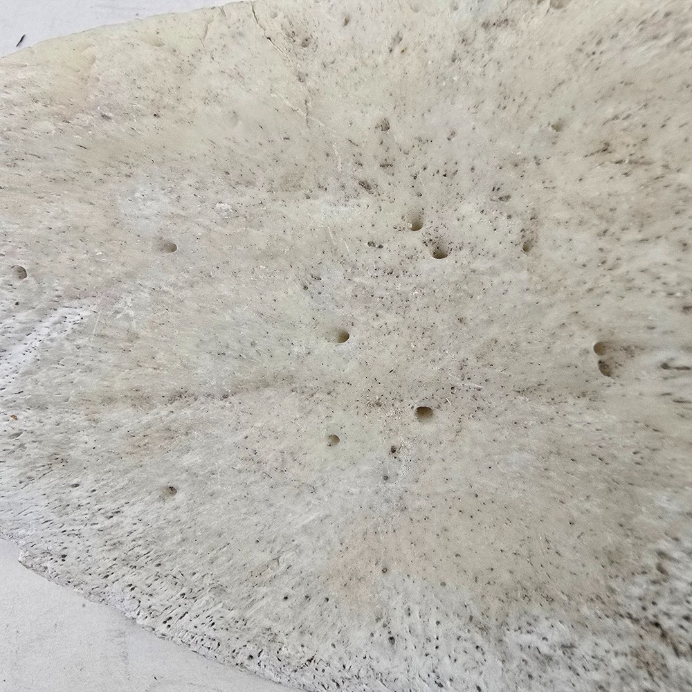 Gator Alligator Back Scute bone bones Bony scutes croc weird Osteoderms white