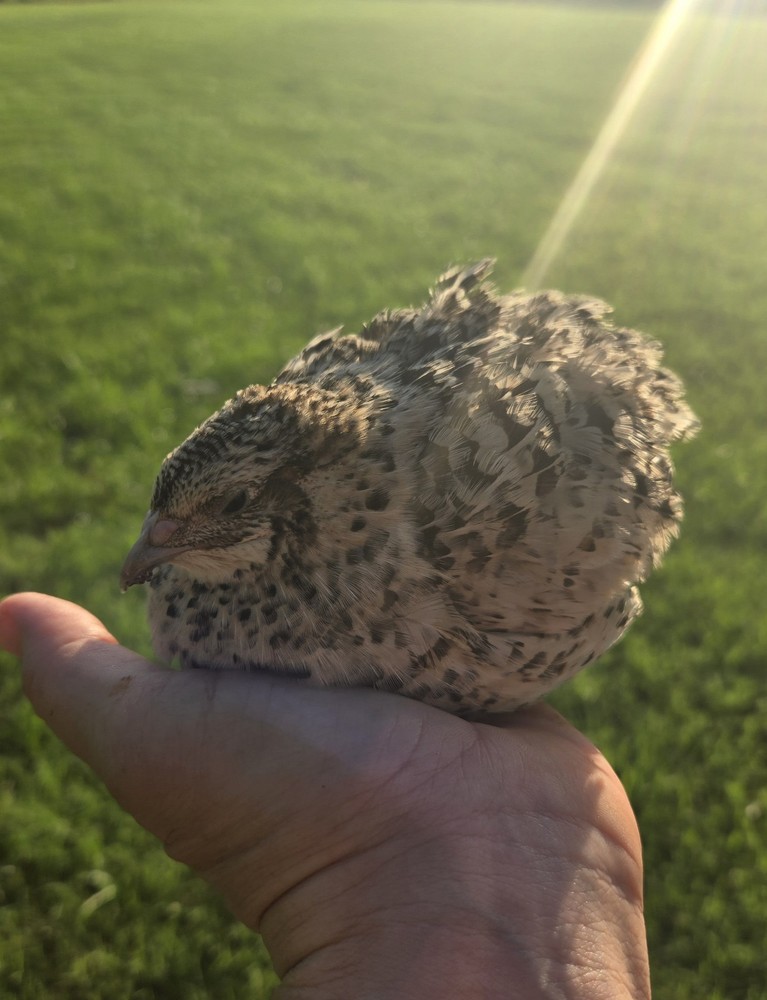 7 Celadon Blue/7 AssortedCoturnix Quail Hatching Eggs