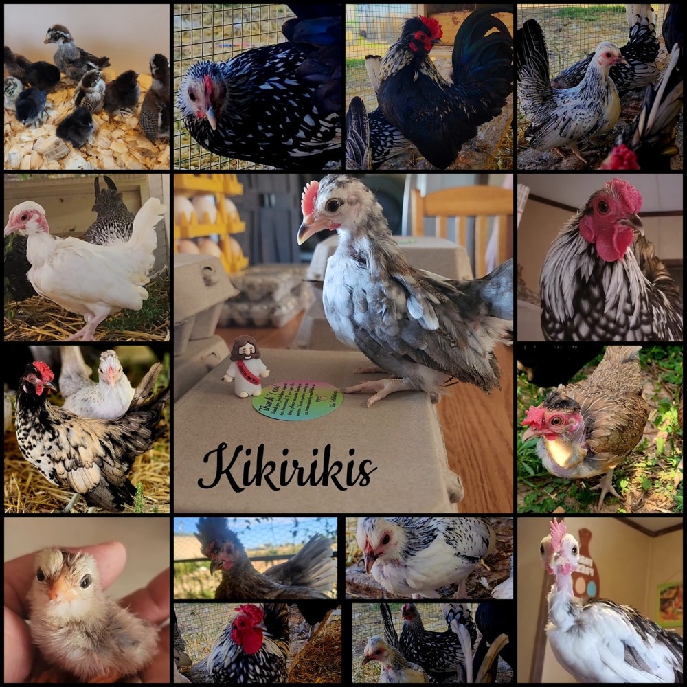 12 Kikiriki Eggs.