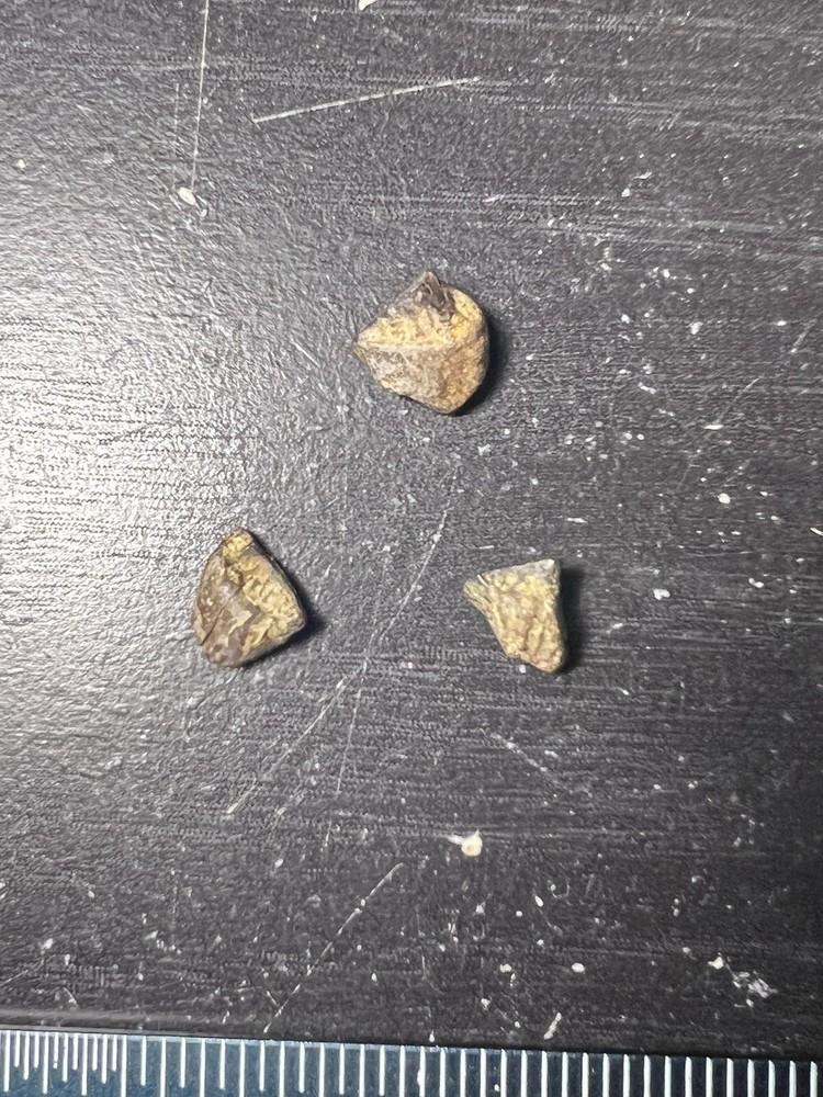 Triceratops Tooth Hell Creek SD