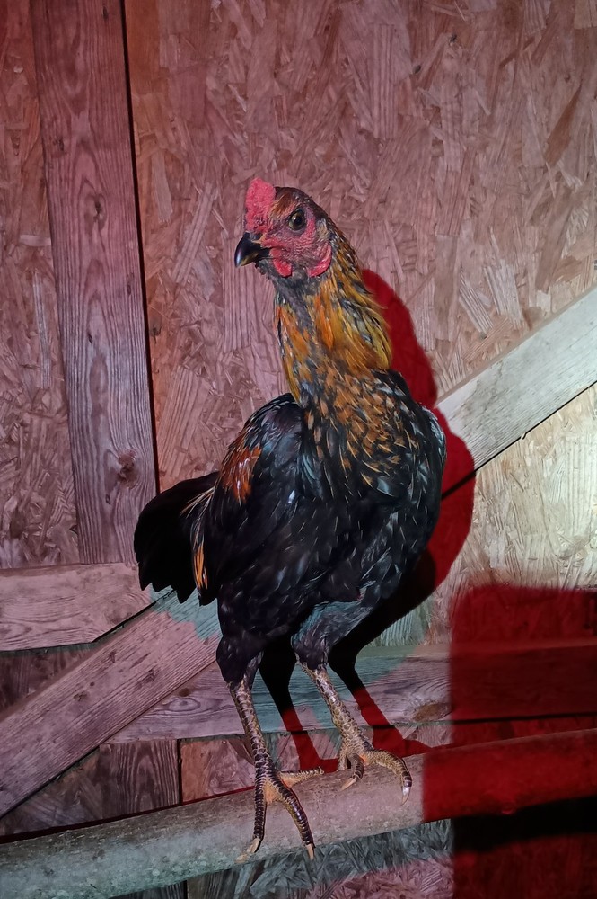 6+ Fertile Hatching Eggs