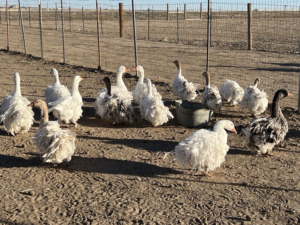 Sebastopol Goose Hatching Eggs