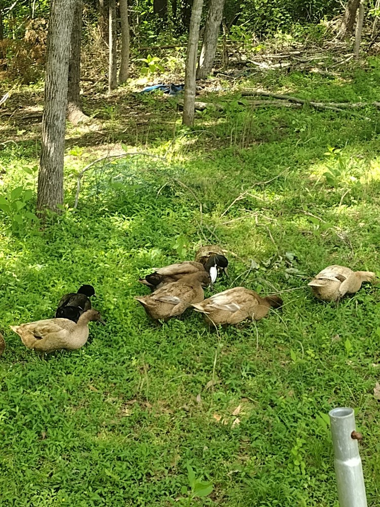 Golden 300 (Duck) Hatching eggs ( One Dozen)