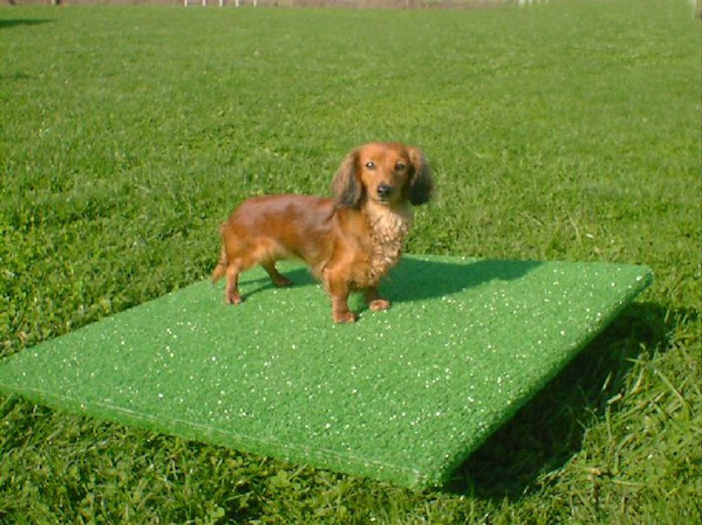 Wobble Board for Dogs