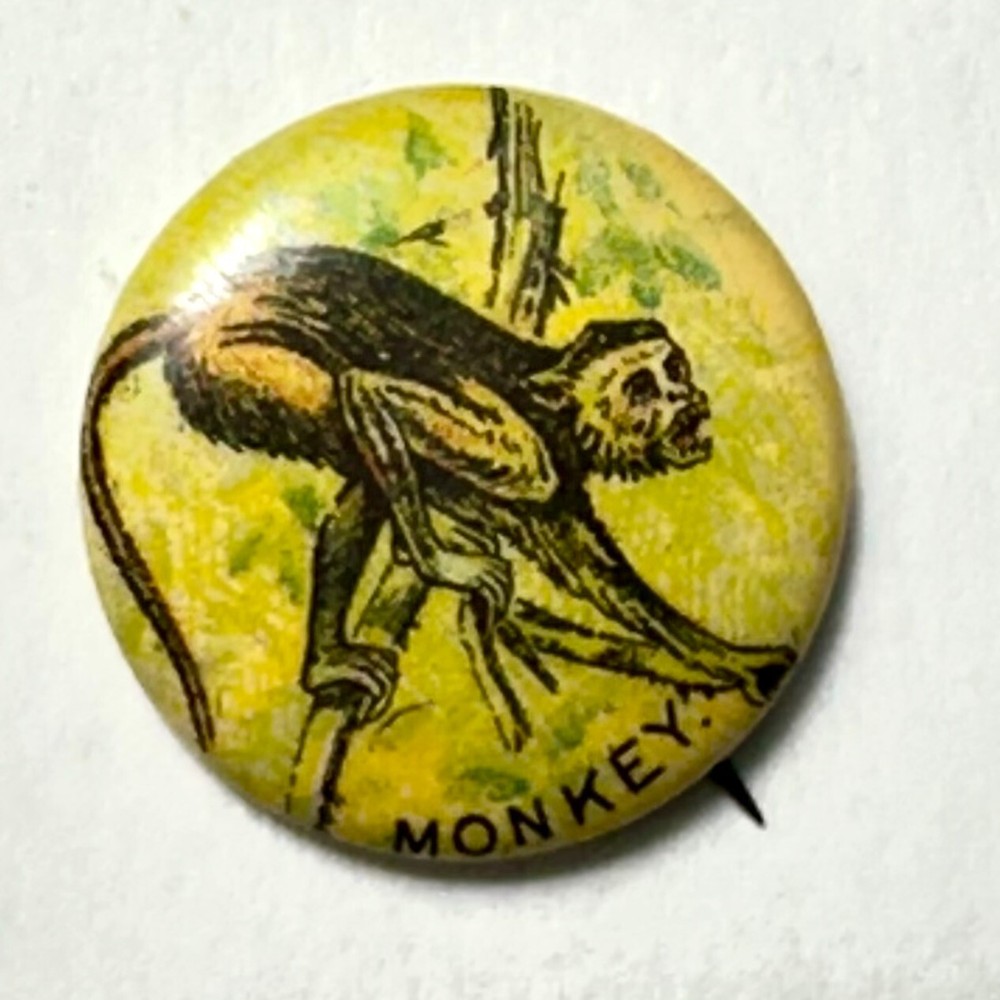 MONKEY 1890s Pepsin Gum 7/8 " Celluloid Pinback Button
