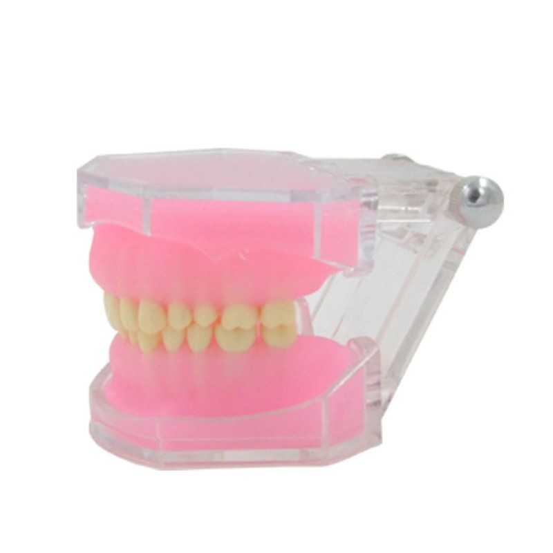 Typodont Teeth Model Typodont Study Model Detachable Teeth Model Teaching Tool