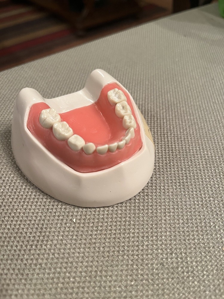 Mandibular Pedo/primary dentition typodont