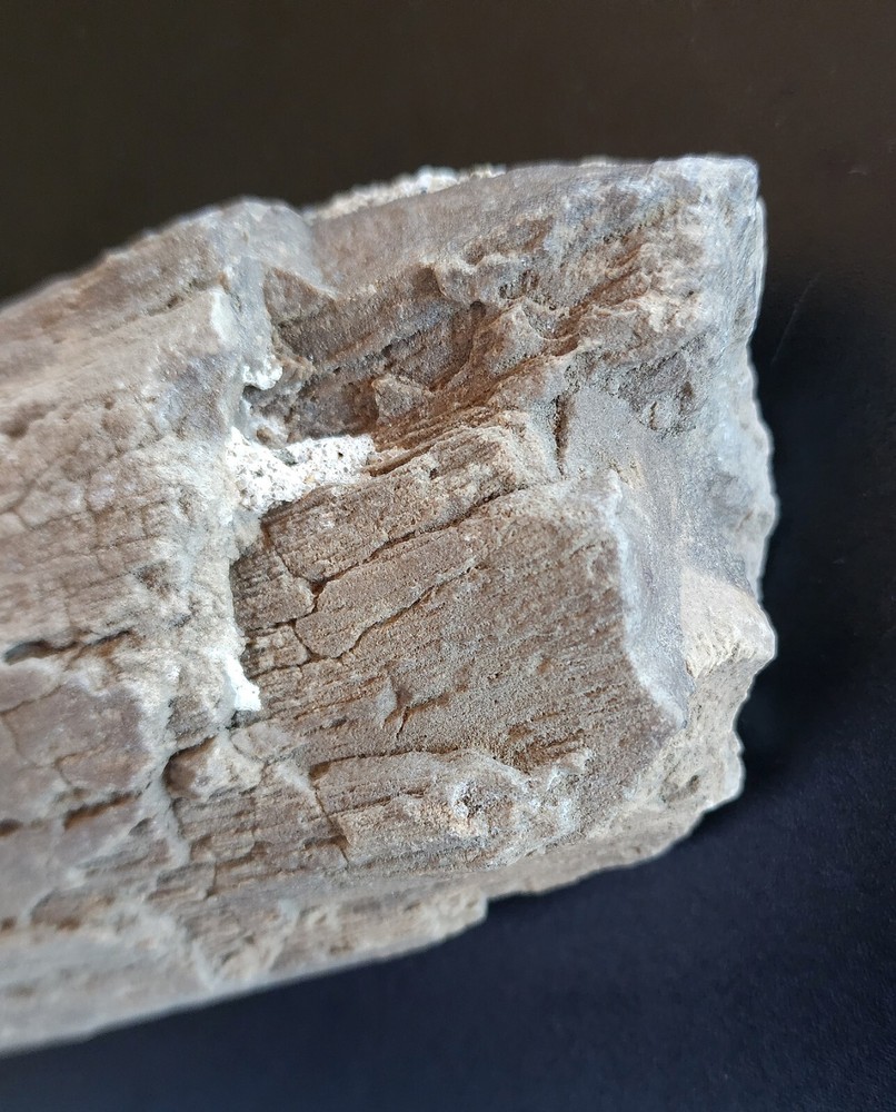 Petrified Wood Very Heavy Nice Definition