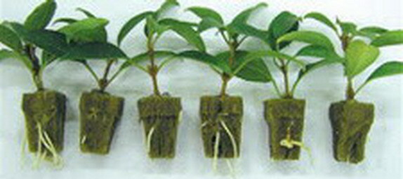 2" NET POT CUPS 25 COUNT HYDROPONIC GROW BOX SYSTEM & CLONING (FAST SHIP-OUT)