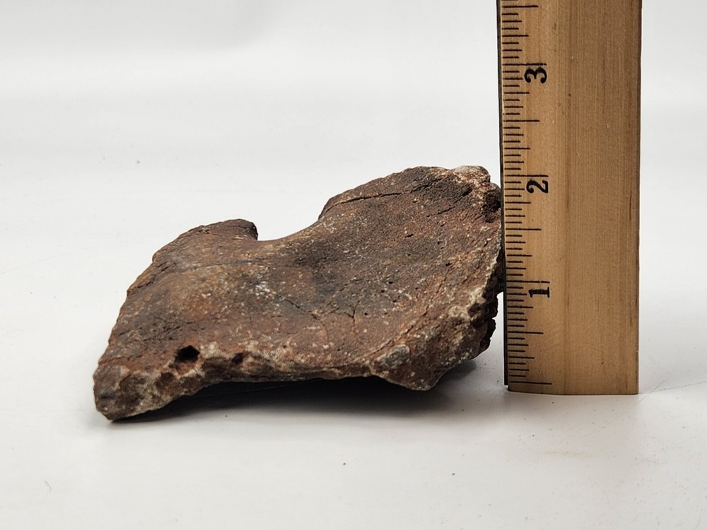 Unknown Dinosaur Bone Fossil (Coracoid?) - Morrison Fm. - UT - Jurassic