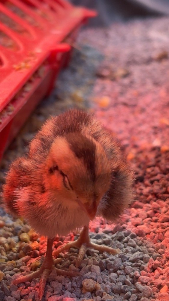 12+ Mixed Bobwhite Hatching Eggs
