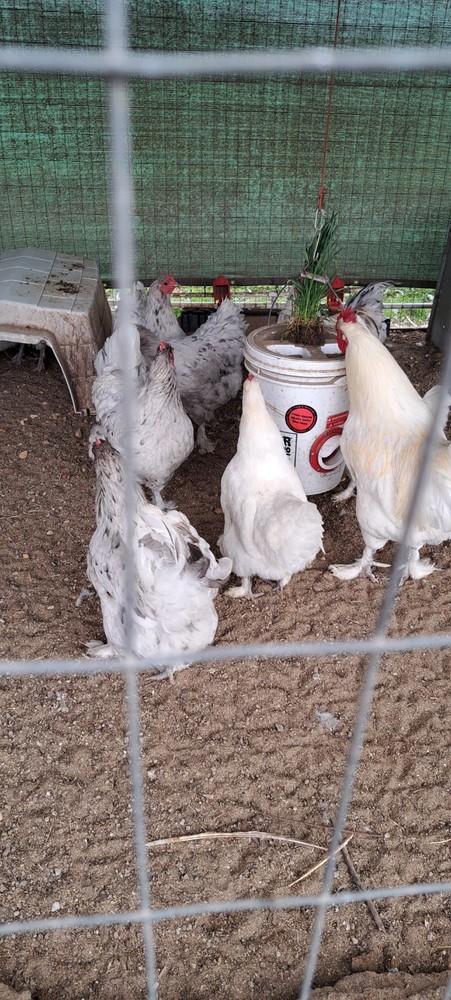 6 Croad Langshan Hatching Eggs (White & Splash)