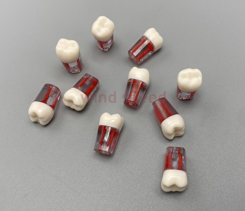 New Dental Endo Root Canal Practice Teeth Model Pulp Cavity Study Teaching Block