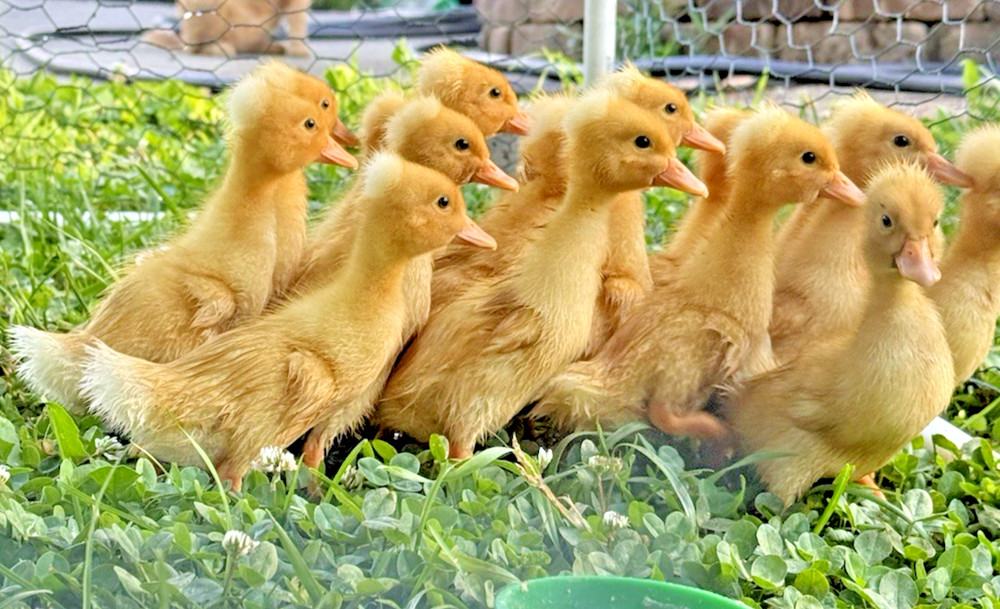 6++ White Crested Duck Hatching Eggs for Incubation
