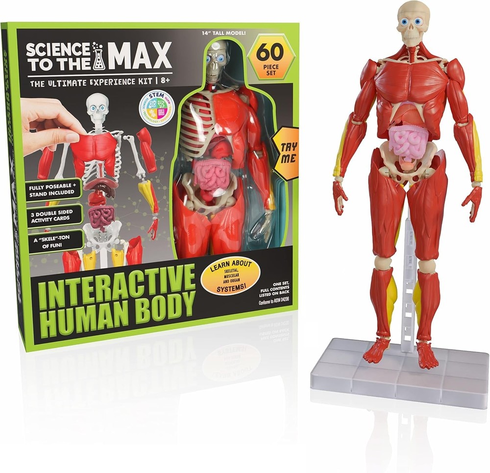 Realistic 14" Human Body Model - Educational STEM Toy