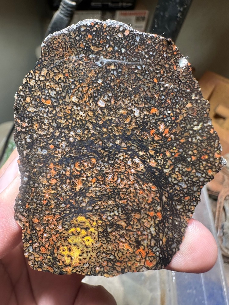 Dinosaur bone rough **hxtled end cut.