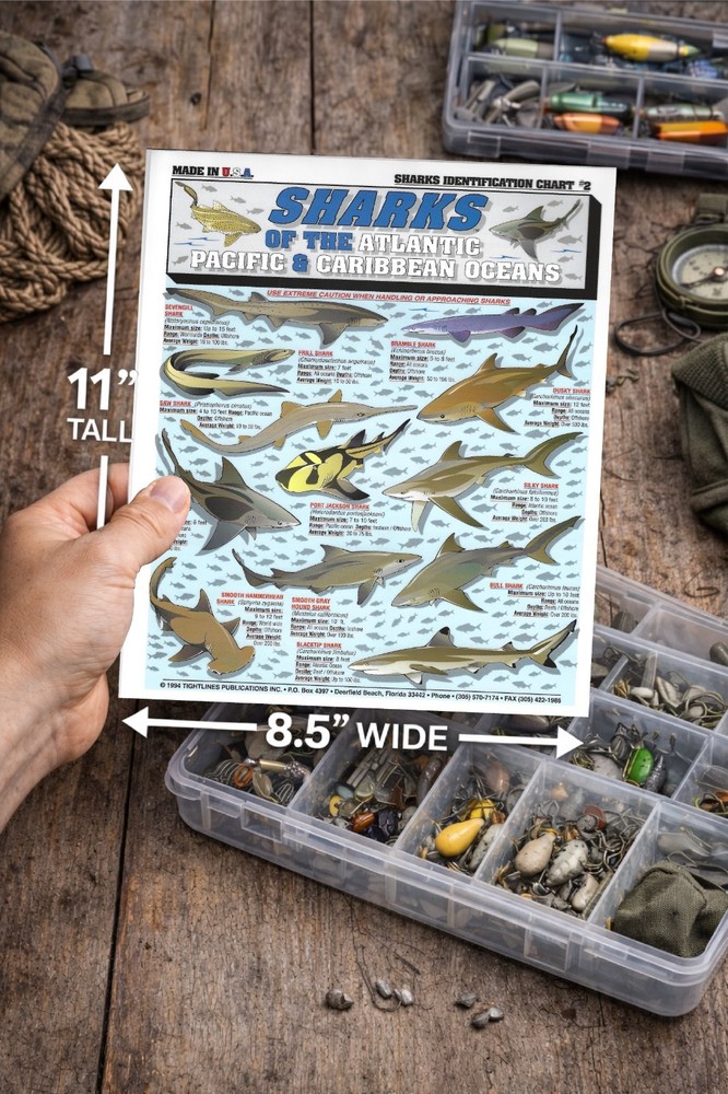 Shark Identification #2 - Quick Reference Guide