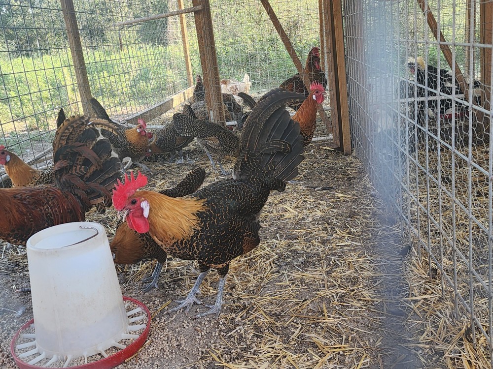 Gold Campine Chicken Hatching Eggs 12+