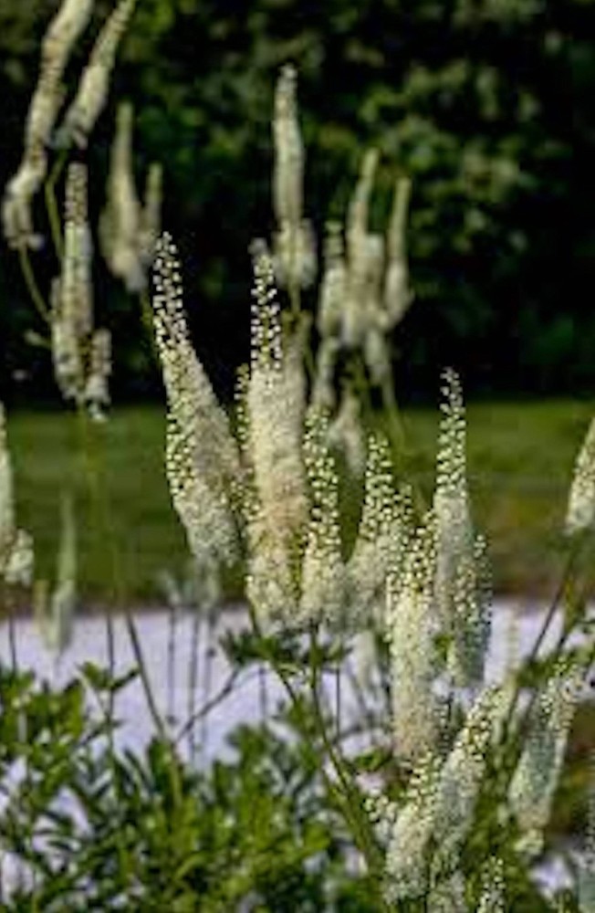 10 Black Cohosh Bare Root Actaea racemosa