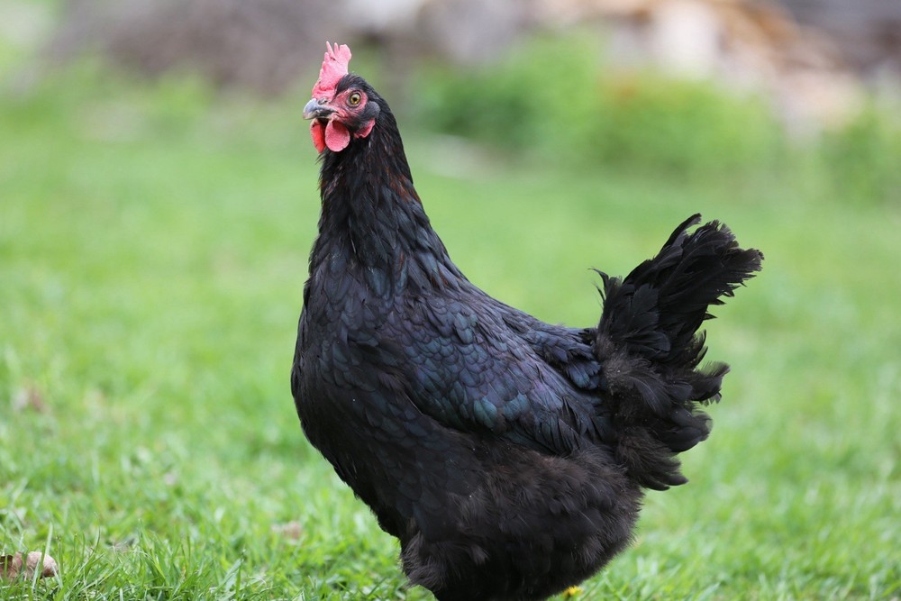 10++ NPIP Black Copper Maran Hatching Eggs - Read Description