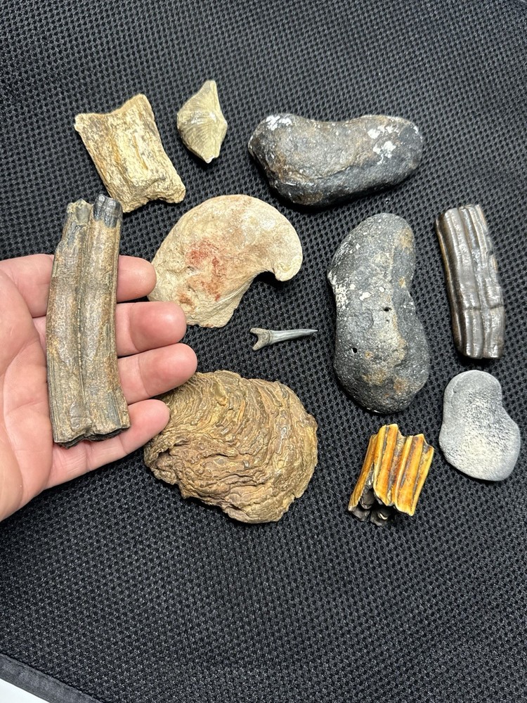 fossil collection lot From Southeastern Us