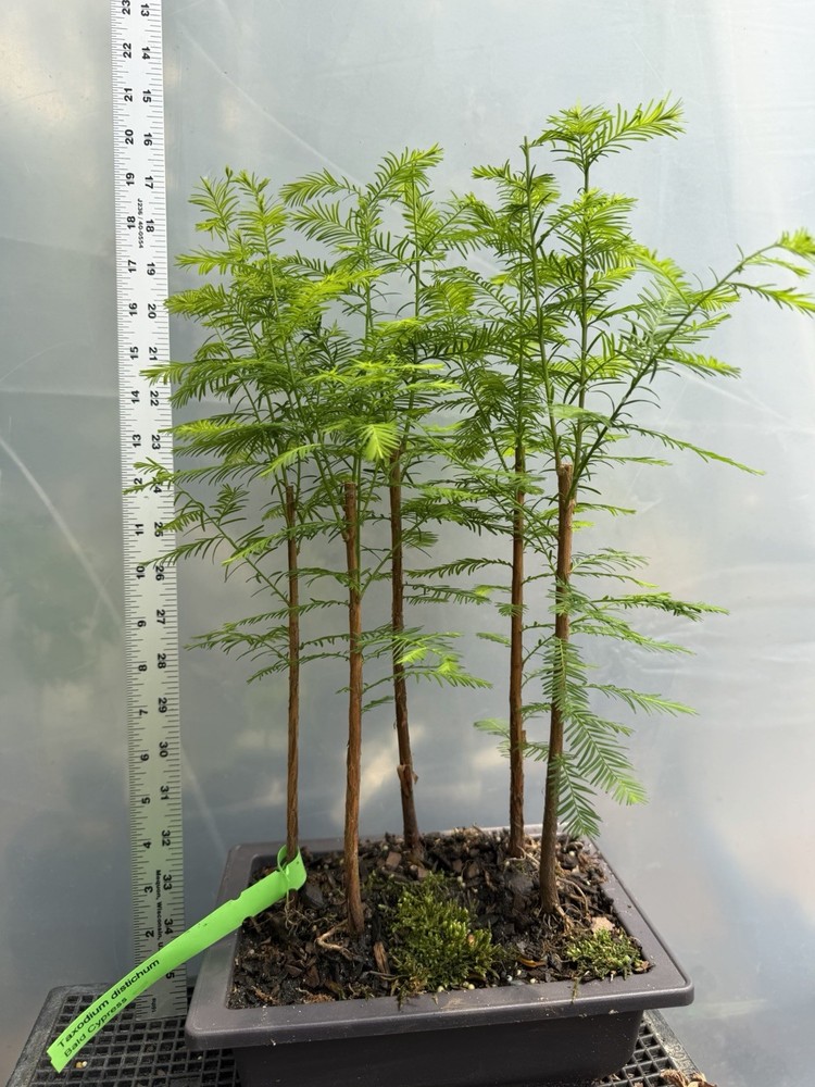 5 Tree Bald Cypress  - Forest Bonsai