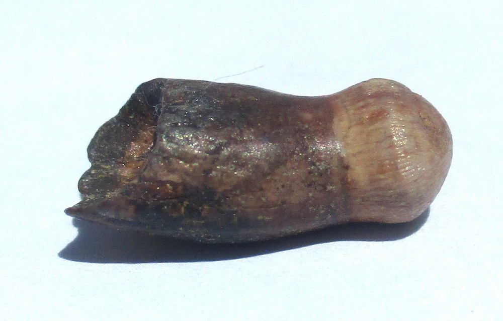 Brachychampsa Tooth - Hell Creek Formation Montana