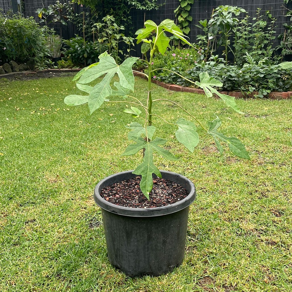 1 Mountain Papaya Babaco Starter Plug Bare Root Vasconcellea × heilbornii