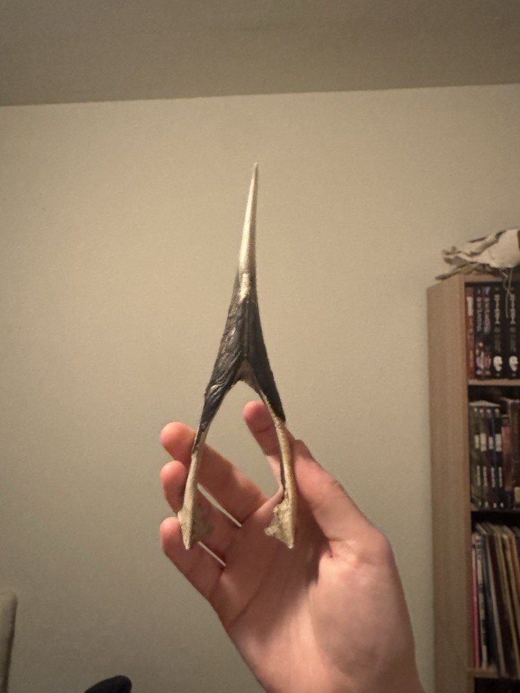 Super Cool Unique White-thighed Hornbill Skull (read description)