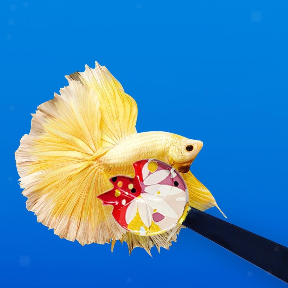 Vibrant Betta Fish Training Set