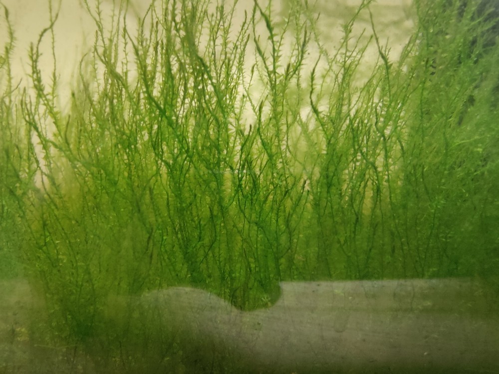 Live aquarium moss