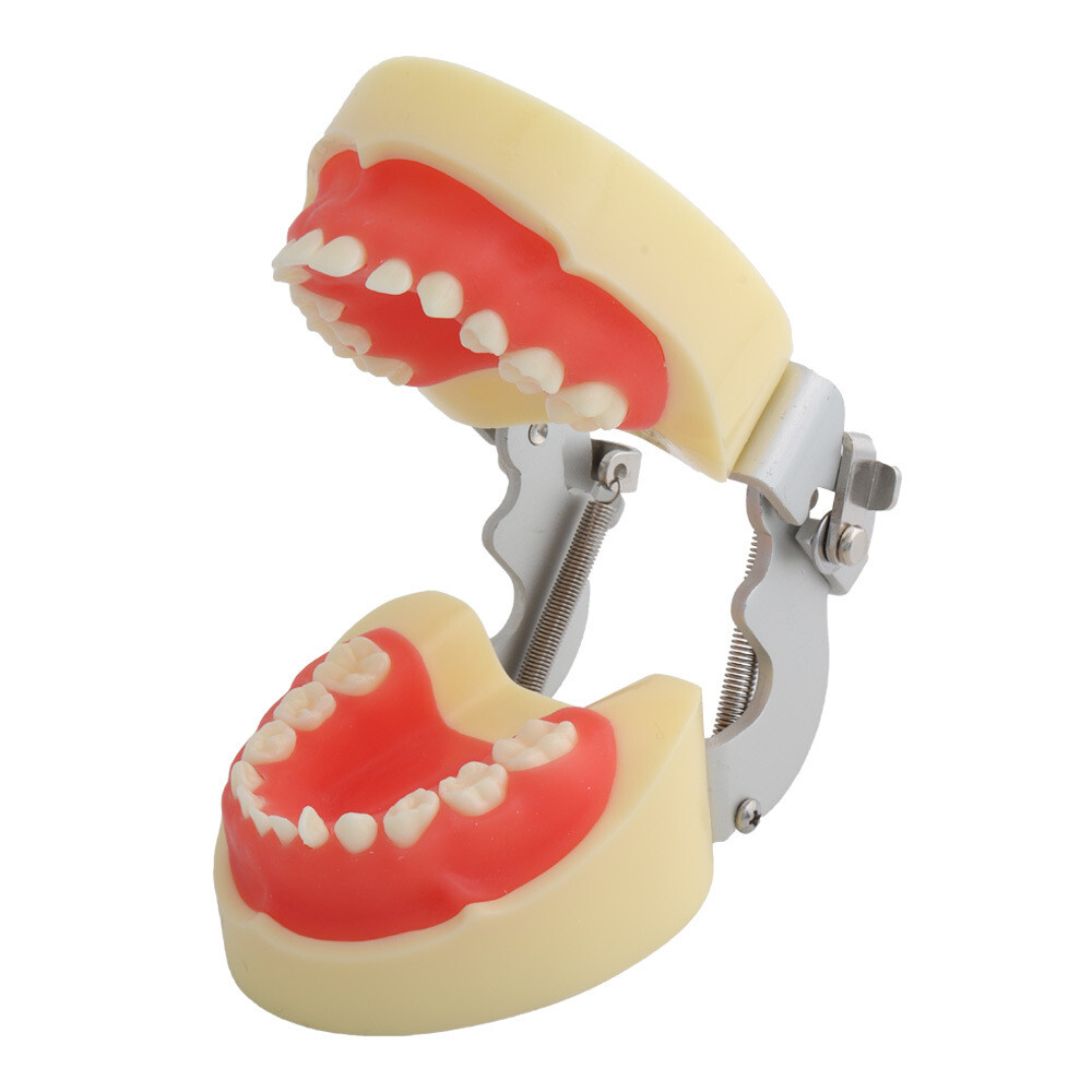 Children 24 Teeth Removable Deciduous Tooth Preparation Teacthing Dental Models