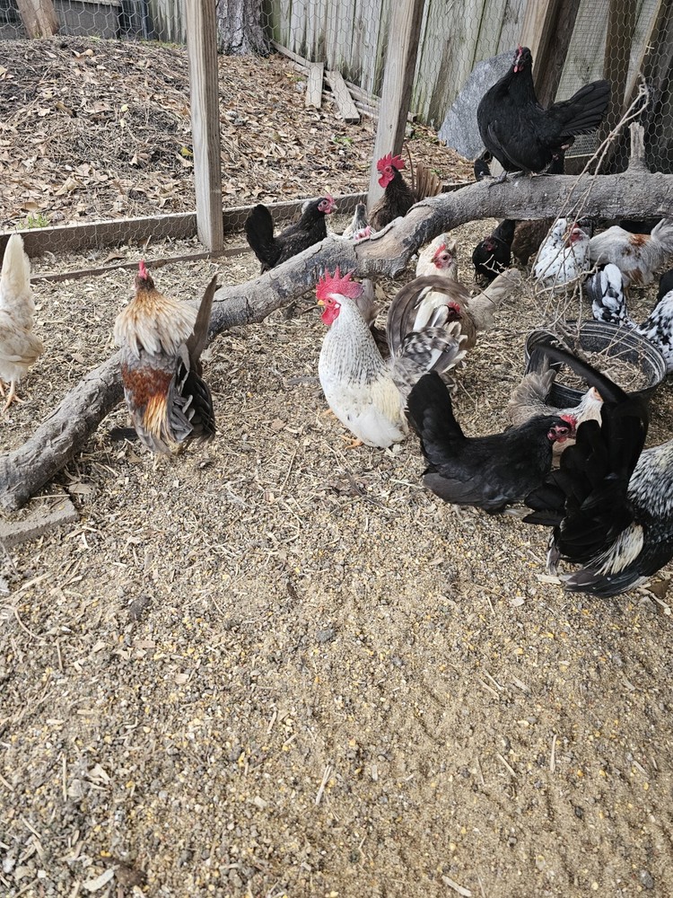 20+ Serama Chicken Hatching Eggs