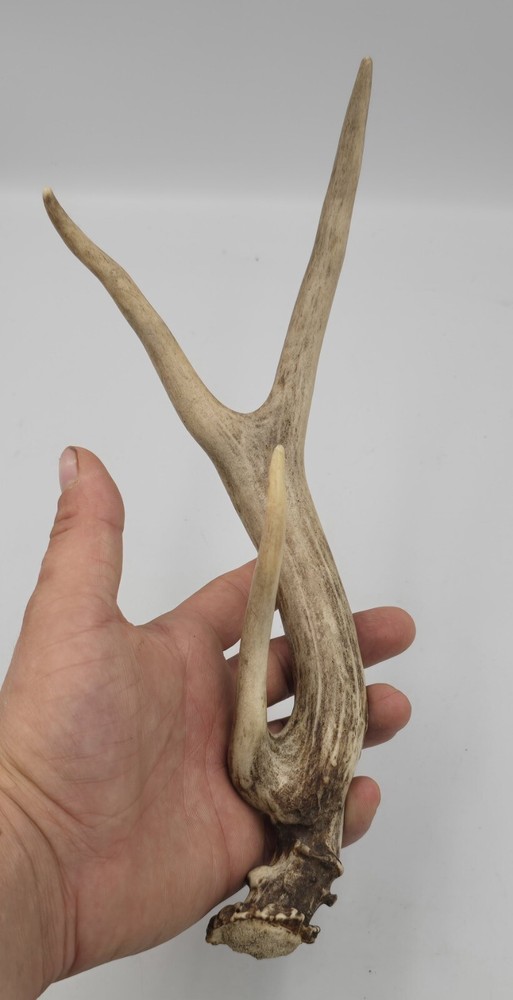 Unique deer antler shed ✅️