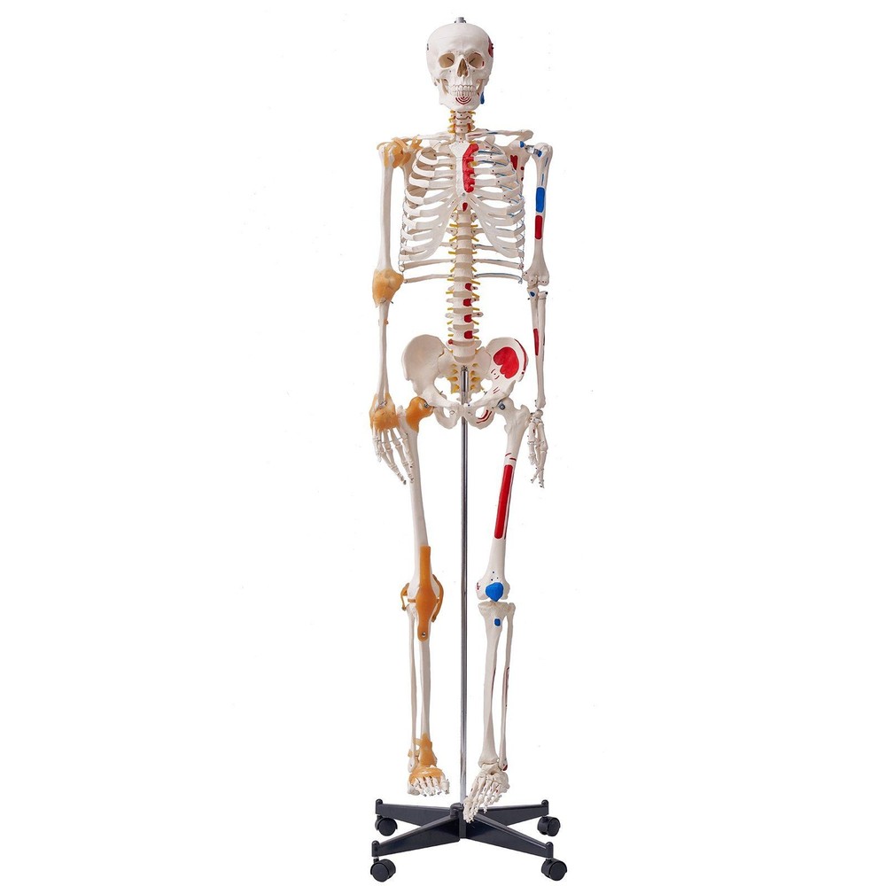 Functional 71.65" Human Skeleton Anatomical Model with Joint Play