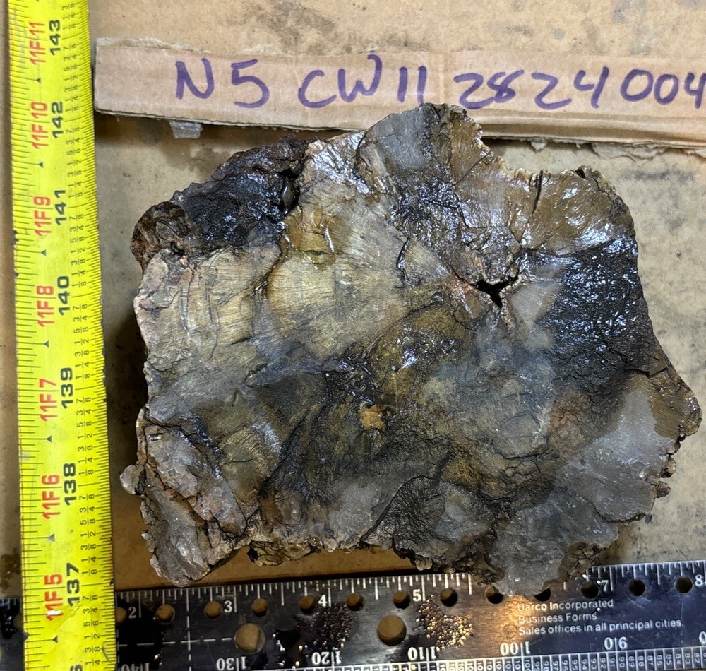 petrified wood Full Round
