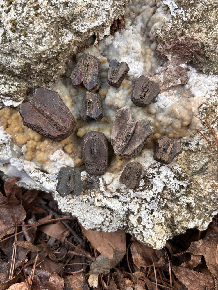 10 Fossilized Turtle Neurals
