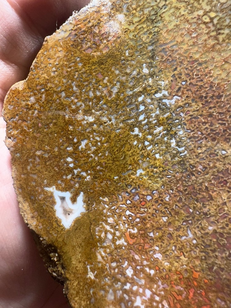 Dinosaur bone rough **hxtled slab.