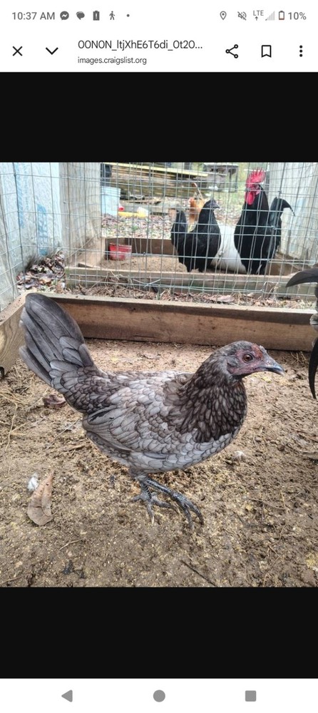 (Minor Blue Hen) Hatching Egg