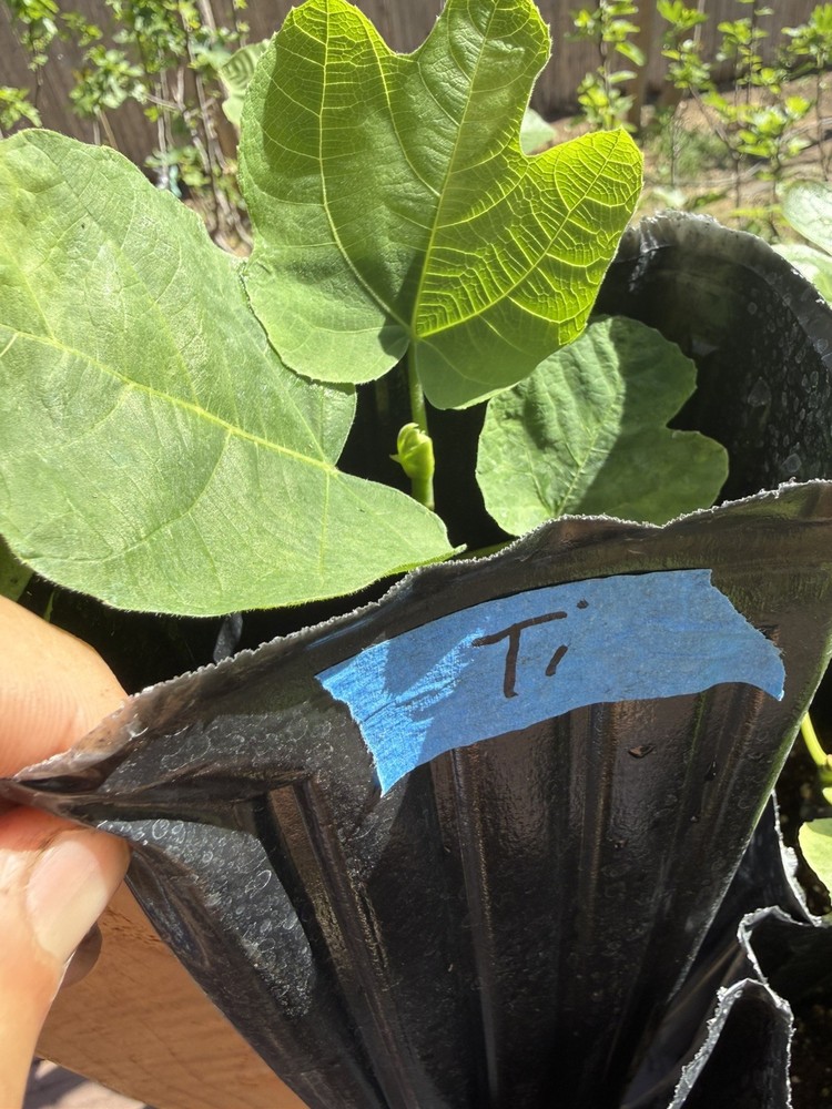 One LSU Tiger Fig Tree YOUNG