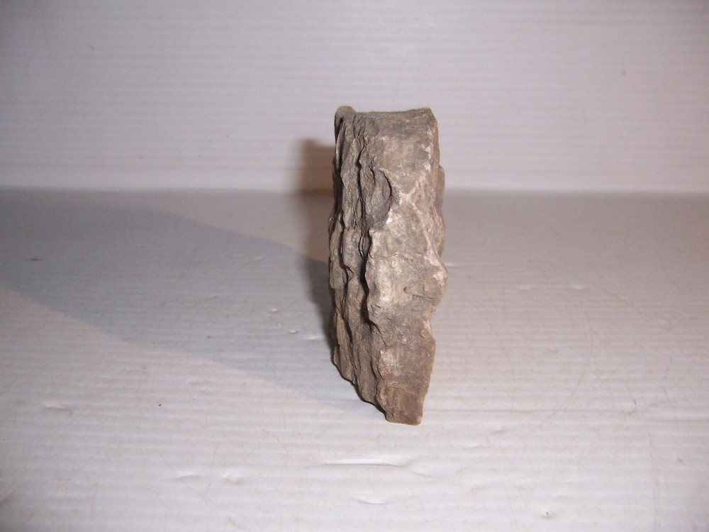 Lepidodendron Mississippian Period Fossilized Tree Root