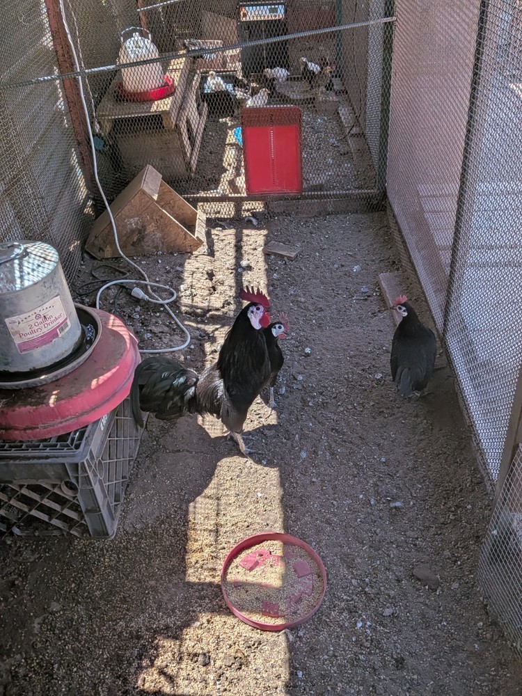 6 white Face Black Spanish Bantam Hatching Eggs. Good Layers!