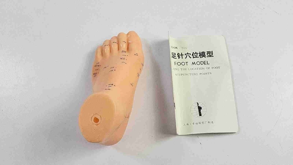 Acupuncture Foot Model - Reflexology Teaching Aid - Meridians & Pressure Points