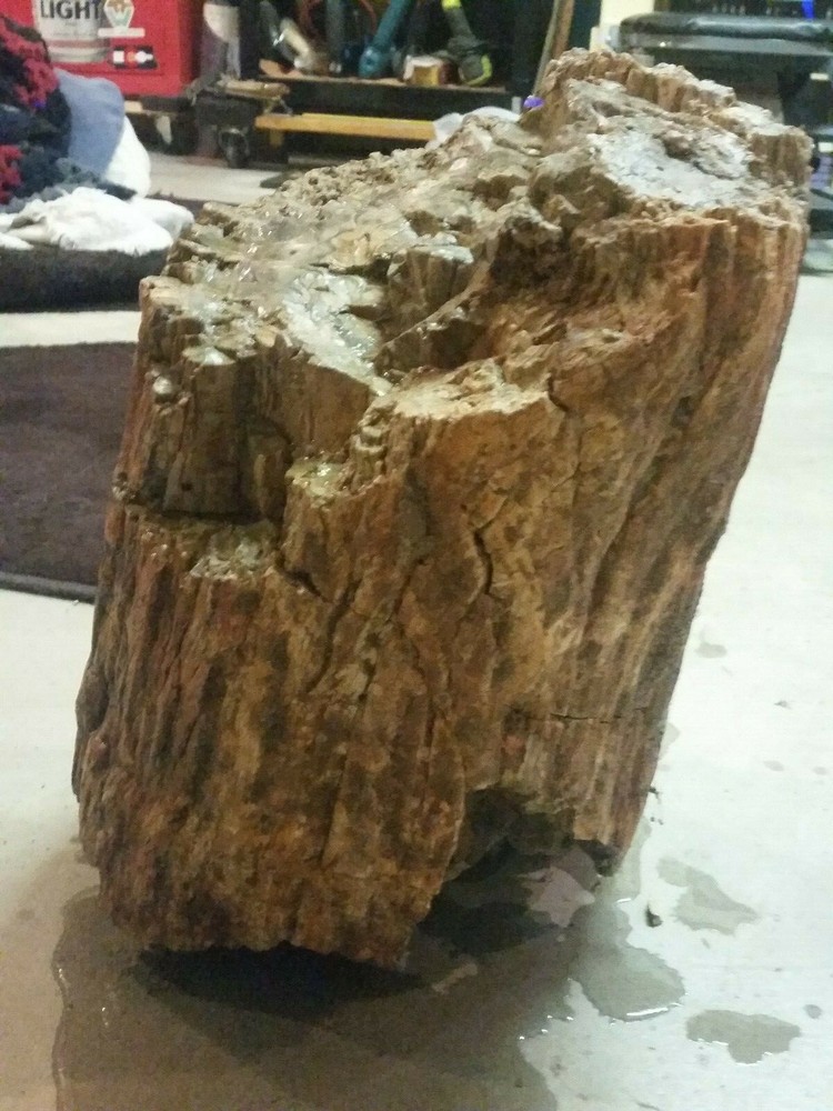Petrified Jurassic Conifer Round