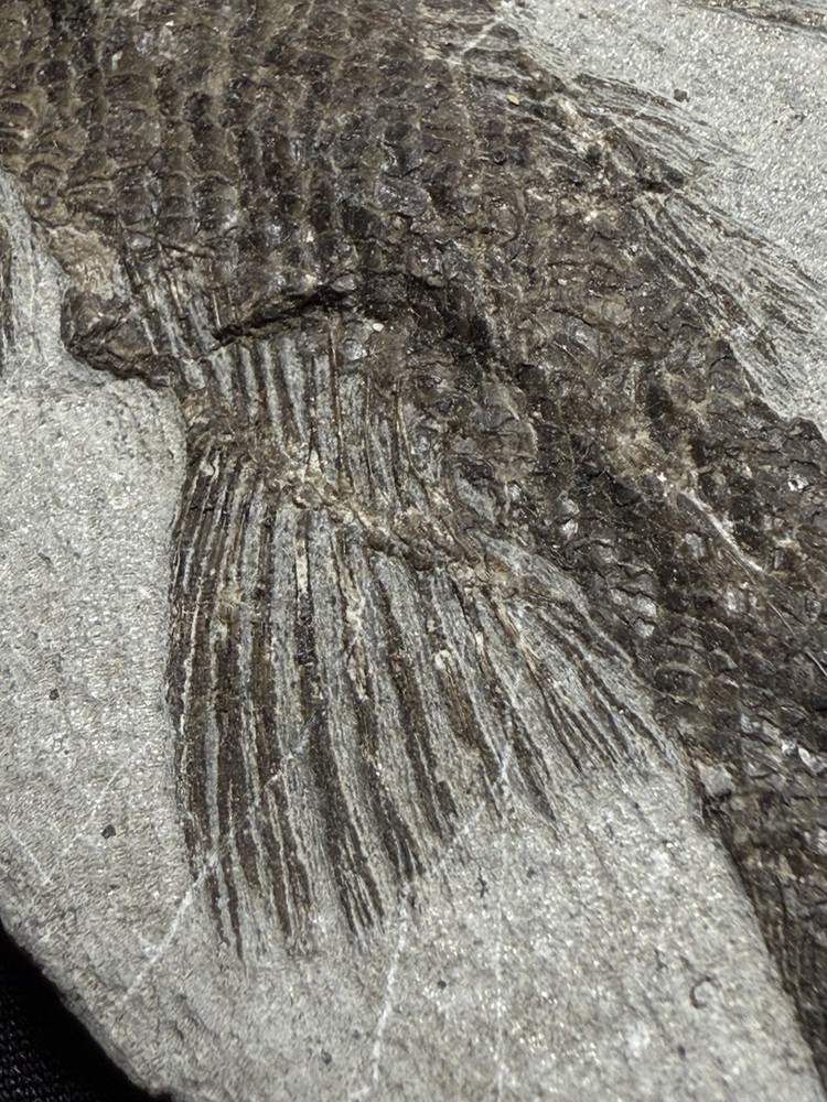 fossil fish ，perleidus, Jurong China